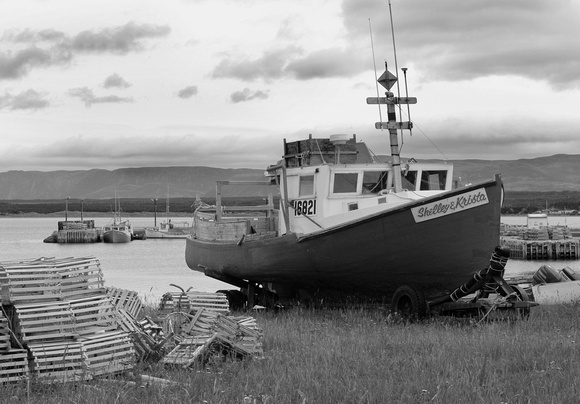 2009-07-30 3 DSC0244 cow head bw