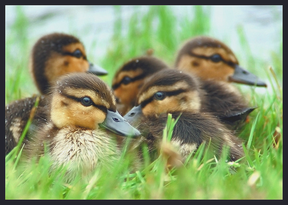 2006 05 21 006 ducklings less contrast