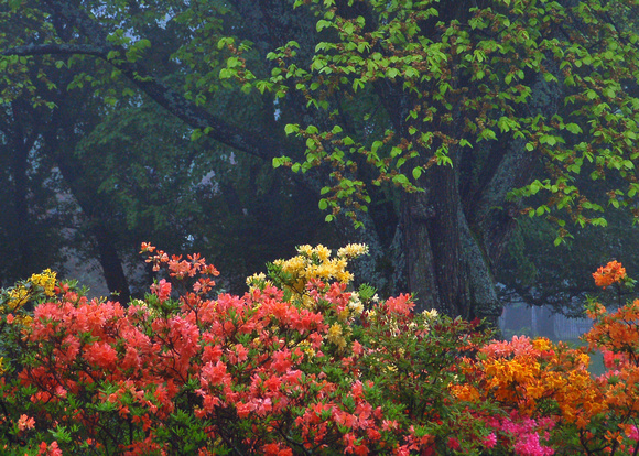 2006 06 10 086 tree and flowers