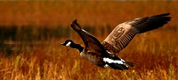 2006-09-24 Queens County 325 goose crop2
