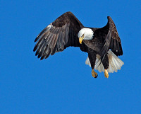 2007-02 DSC_0372 eagle