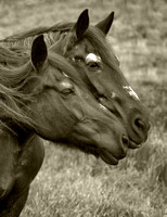 2007-06-10 419 horses bw sepia