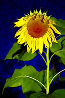 2007-09-18 DSC_0444 sunflower pe paint