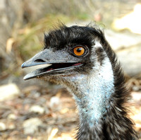 2011-02 DSC_1345-1 emu fb