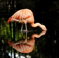 2011-02 DSC_2119-1 flamingo