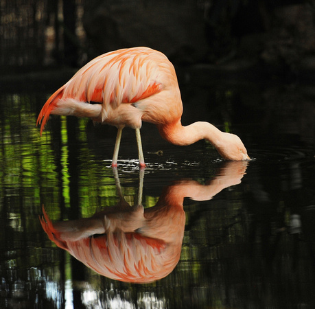 2011-02 DSC_2119-1 flamingo